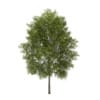 CGAxis Models Volume 34 Trees IV - Image 23