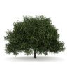 CGAxis Models Volume 34 Trees IV - Image 25