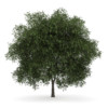 CGAxis Models Volume 34 Trees IV - Image 26