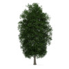 CGAxis Models Volume 34 Trees IV - Image 28