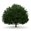 CGAxis Models Volume 34 Trees IV - Image 29