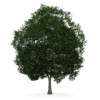 CGAxis Models Volume 34 Trees IV - Image 30