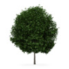 CGAxis Models Volume 34 Trees IV - Image 31