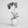 Orchid Plant in Pot 10 - Image 2