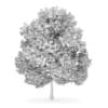 White Ash 1 (Fraxinus americana)