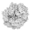 White Ash 1 (Fraxinus americana)