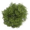 White Ash 1 (Fraxinus americana)