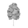 White Ash 2 (Fraxinus americana)
