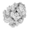 White Ash 2 (Fraxinus americana)