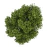 White Ash 2 (Fraxinus americana)