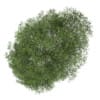 Small-leaved Lime 1 (Tilia cordata)