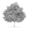 Small-leaved Lime 3 (Tilia cordata)