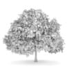 Small-leaved Lime 4 (Tilia cordata)