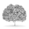 Small-leaved Lime 5 (Tilia cordata)