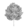 Silver Birch 1 (Betula pendula)
