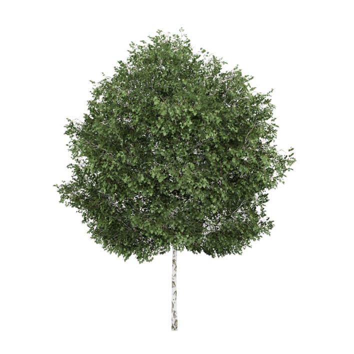 Silver Birch 1 (Betula pendula)