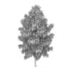 Silver Birch 2 (Betula pendula)