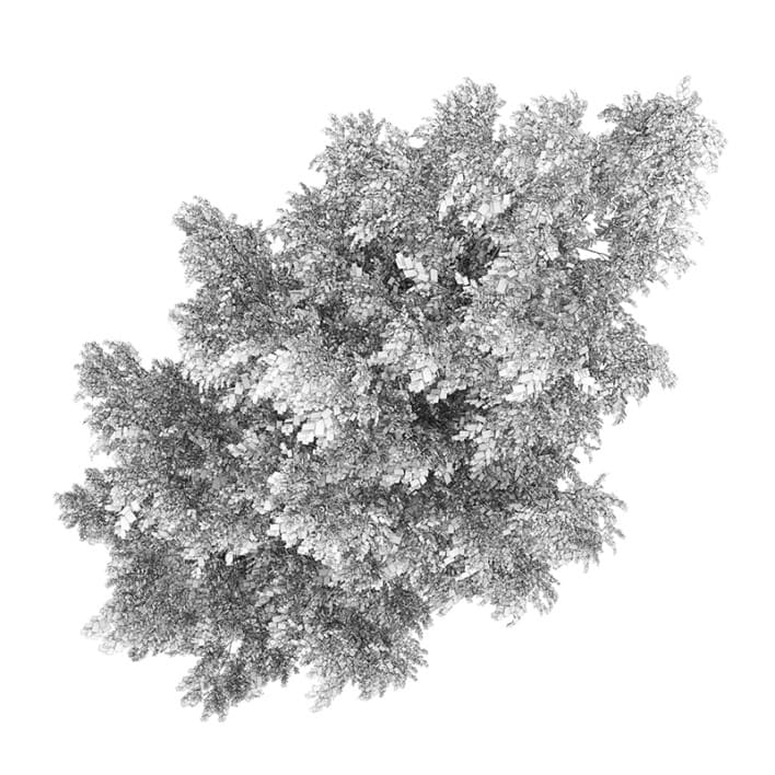 Silver Birch 2 (Betula pendula)