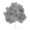 Silver Birch 2 (Betula pendula)