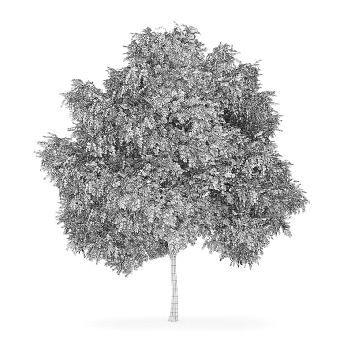 Silver Birch 2 (Betula pendula)