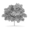 Silver Birch 4 (Betula pendula)