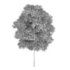 Silver Birch 5 (Betula pendula)