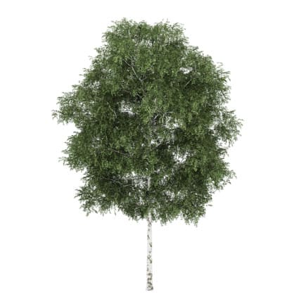 Silver Birch 5 (Betula pendula)