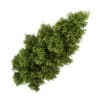 Poplar 1 (Populus)