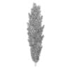 Poplar 2 (Populus)