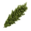 Poplar 2 (Populus)