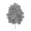 Poplar 3 (Populus)