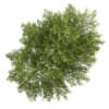 Poplar 3 (Populus)