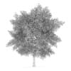 Poplar 4 (Populus)