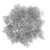 Poplar 4 (Populus)