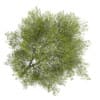 Poplar 4 (Populus)