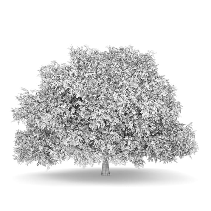 English Oak 1 (Quercus robur)