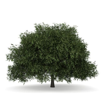 English Oak 1 (Quercus robur)