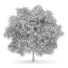 English Oak 2 (Quercus robur)
