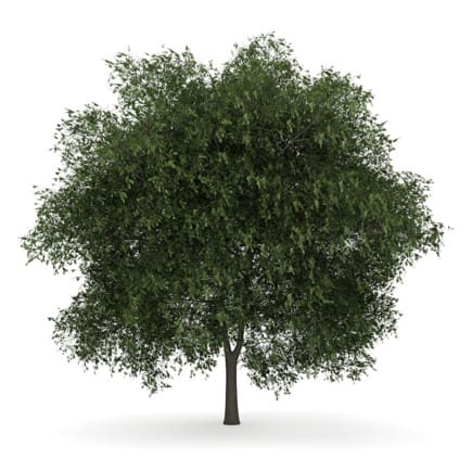 English Oak 2 (Quercus robur)