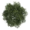 English Oak 2 (Quercus robur)