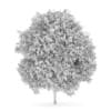 English Oak 3 (Quercus robur)