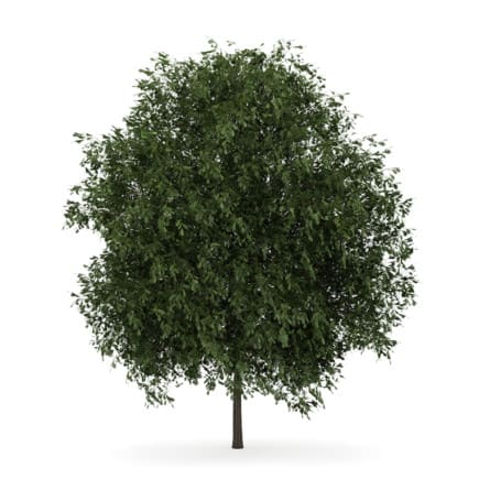 English Oak 3 (Quercus robur)