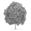 Horse Chestnut 3 (Aesculus hippocastanum)
