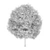 Horse Chestnut 4 (Aesculus hippocastanum)