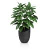 CGAxis Models Volume 50 3D Plants III - Image 13