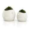 CGAxis Models Volume 50 3D Plants III - Image 14