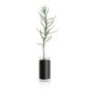 CGAxis Models Volume 50 3D Plants III - Image 16