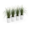 CGAxis Models Volume 50 3D Plants III - Image 17