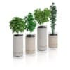 CGAxis Models Volume 50 3D Plants III - Image 18