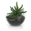 CGAxis Models Volume 50 3D Plants III - Image 19